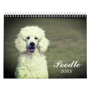 Cute Poodle Dog Calendar