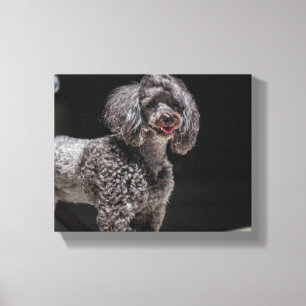 Cute Poodle Dog Face Eyes Tongue Canvas Print