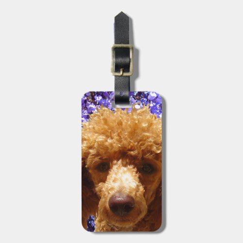 Cute Poodle Luggage Tag