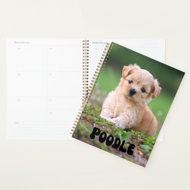 Cute Poodle Puppy Calendar Planner (Display)