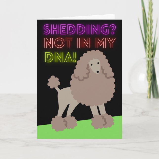 Cute Poodle Shedding Not in My DNA Card (Front)