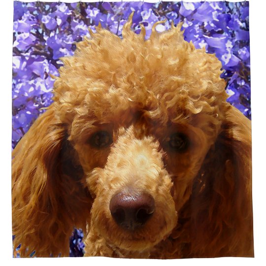 Cute Poodle Shower Curtain Zazzle Com
