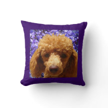 Cute Poodle