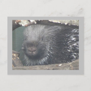 Cute Porcupine Face DIY Text Postcard