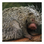 Cute Porcupine Poster