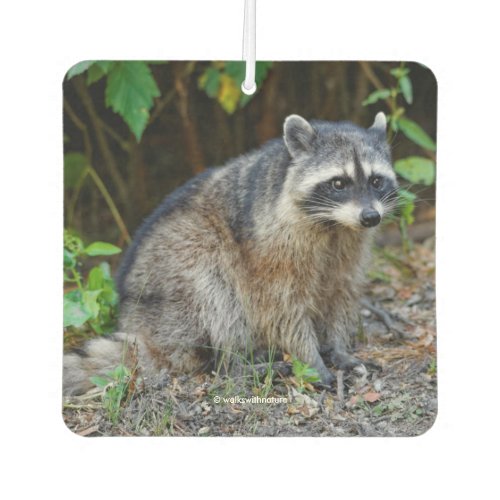 Cute Posing North American Raccoon Car Air Freshener