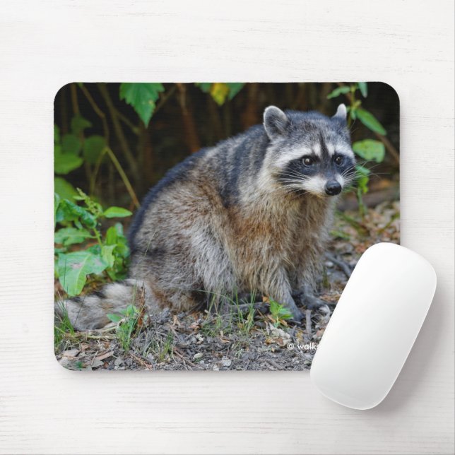 Cute Posing North American Raccoon Mouse Pad (With Mouse)