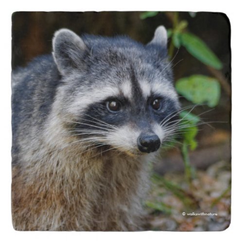 Cute Posing North American Raccoon Trivet