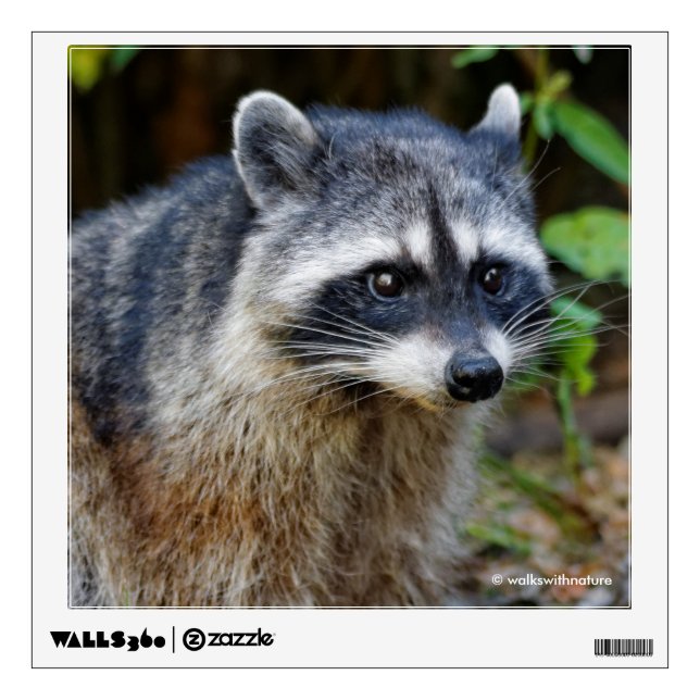 Cute Posing North American Raccoon Wall Decal (Front)