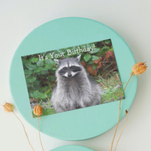 Cute Posing Raccoon Funny Wildlife Birthday Card