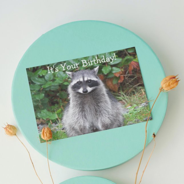 Cute Posing Raccoon Funny Wildlife Birthday Card (In Situ)
