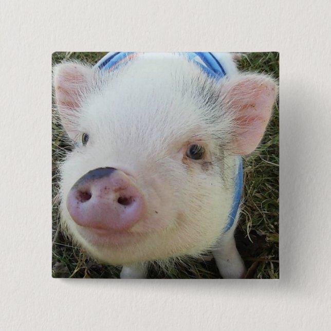 Cute Pot Belly Pig Button (Front)