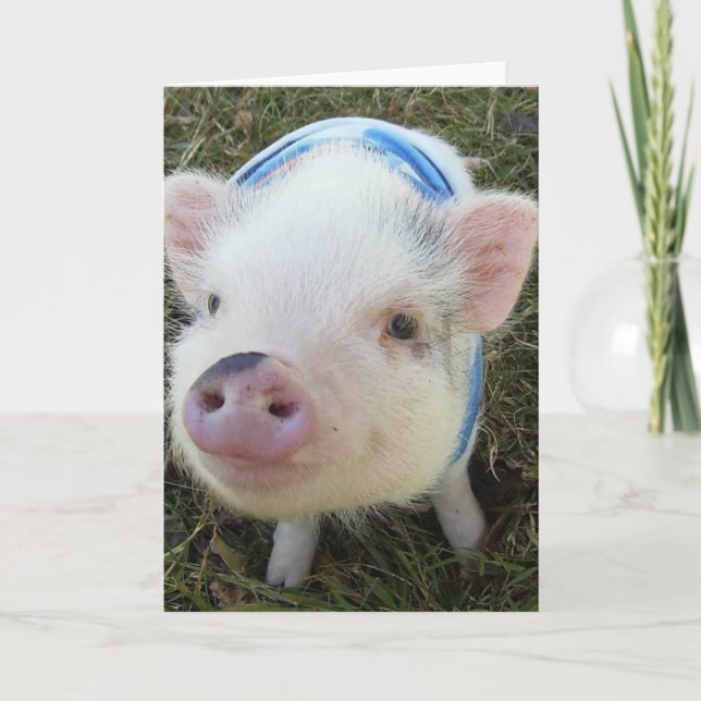 Cute Pot Belly Pig Card (Front)