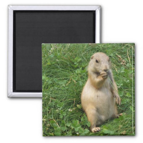 Cute Prairie Dog Standing in Grass Eating Magnet