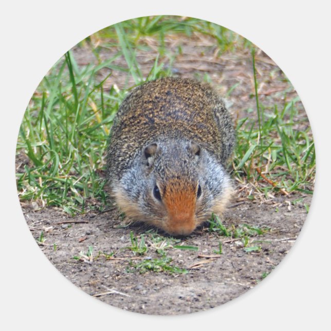 Cute Prairie Dog Wildlife Photo Classic Round Sticker (Front)