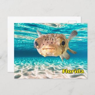 Cute Puffer Fish in the Ocean Peaceful Underwater 