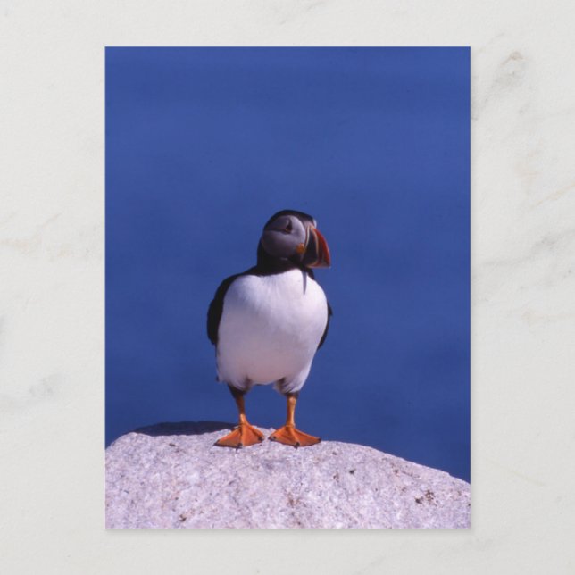 Cute Puffin Postcard (Front)