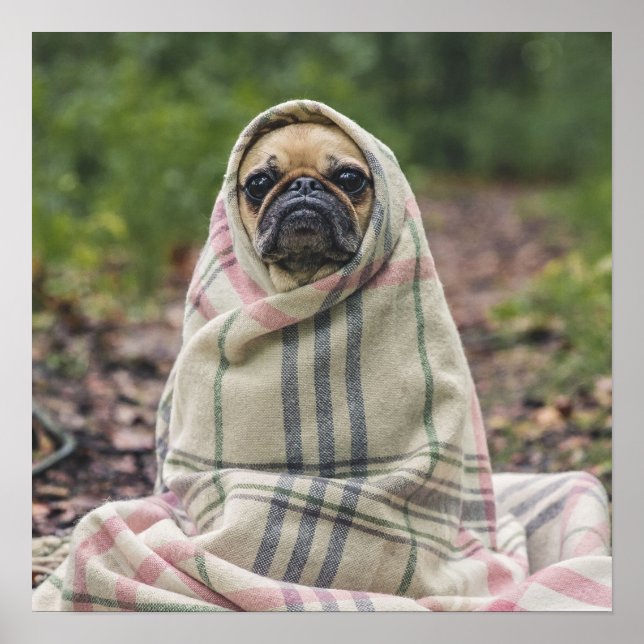 Cute Pug Close-Up poster (Front)