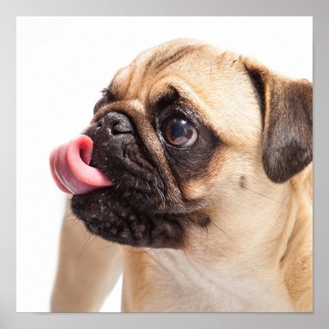 Cute Pug Close-Up small poster (Front)