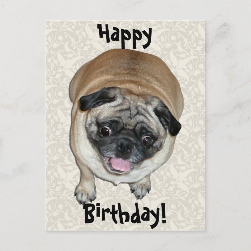 Cute Pug Dog Birthday Postcard