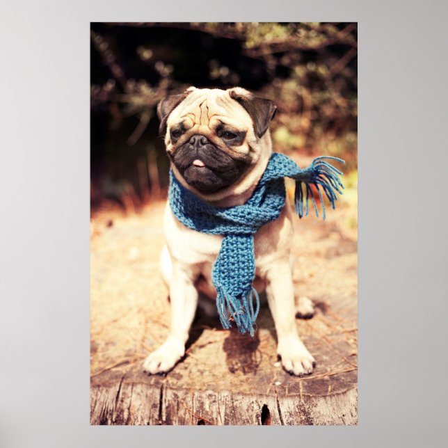 Cute Pug Dog Portrait with Blue Scarf Poster (Front)