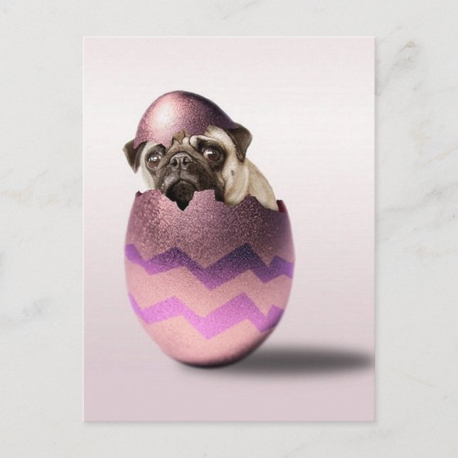 Cute Pug Easter Egg Design Holiday Postcard (Front)
