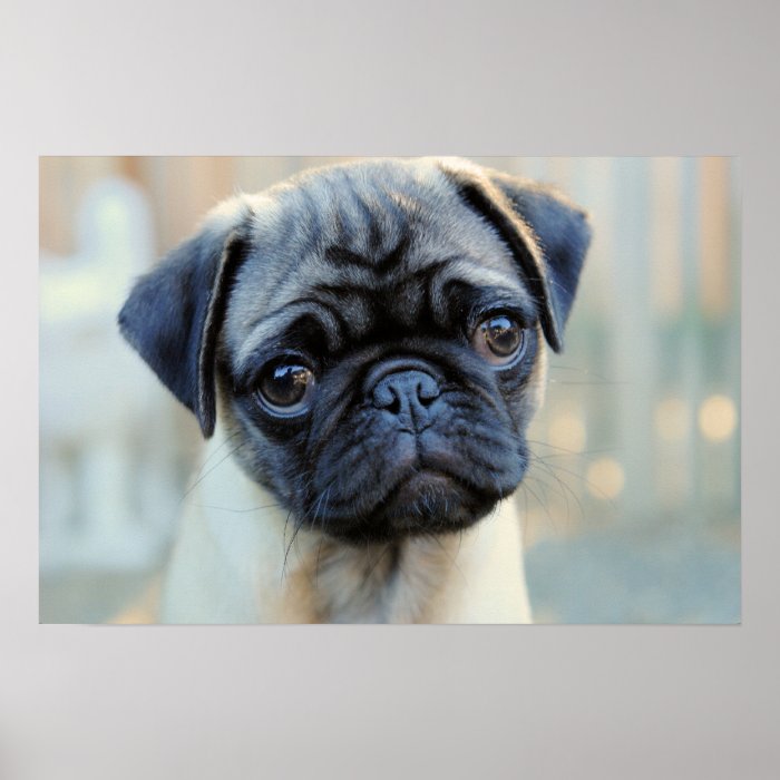 Cute Pug Mug Poster