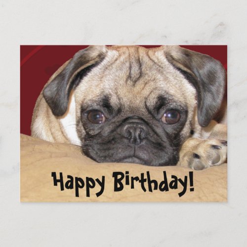 Cute Pug Puppy Birthday Wish Postcard