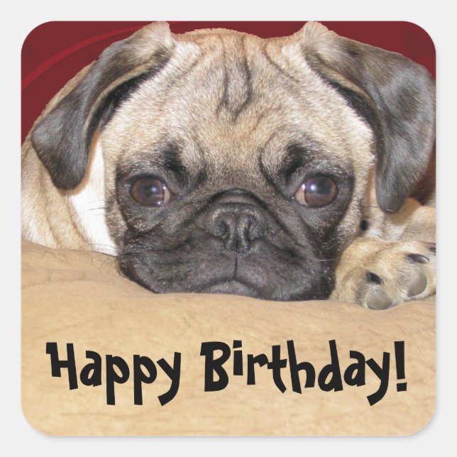Cute Pug Puppy Birthday Wish Square Sticker (Front)