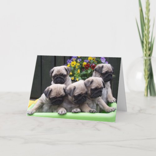 Cute Pug Puppy card
