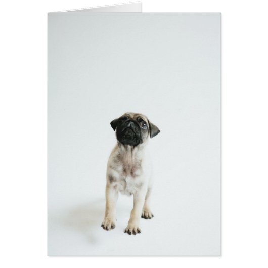 Cute Pug Puppy Cards (Front)