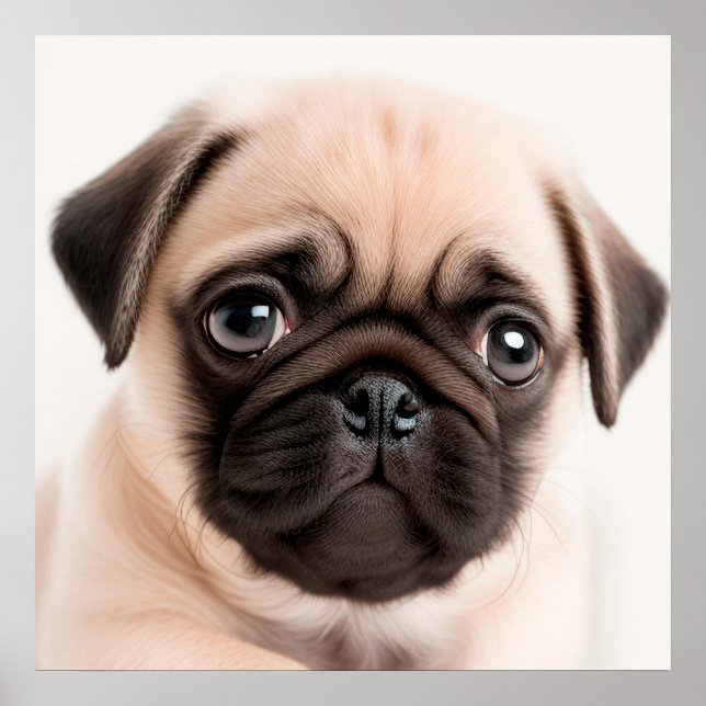 Cute Pug Puppy Dog Portrait Poster (Front)