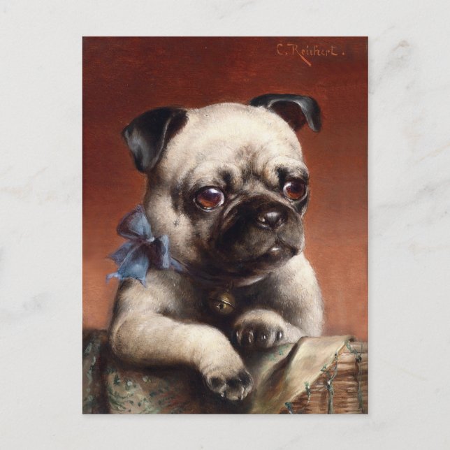 Cute Pug Puppy Dog Postcard (Front)