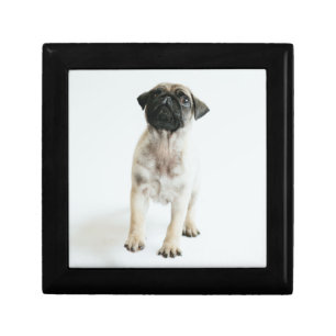 Cute Pug Puppy Gift Box