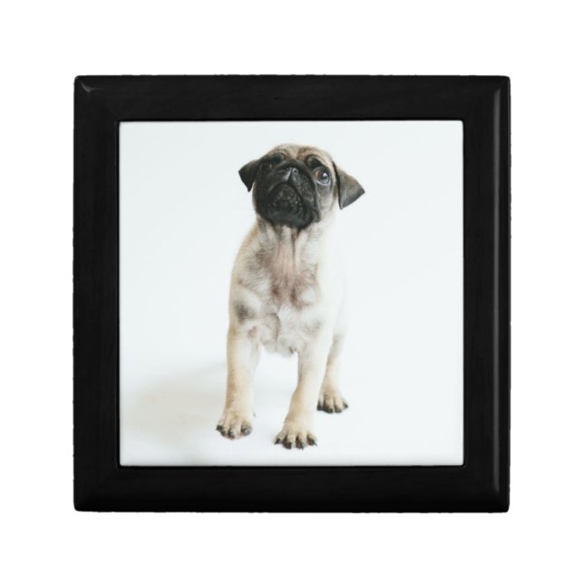 Cute Pug Puppy Gift Box (Front)