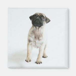 Cute Pug Puppy Magnet
