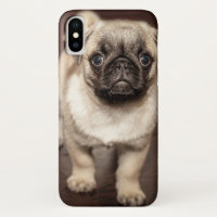 Cute Pug Puppy Photo