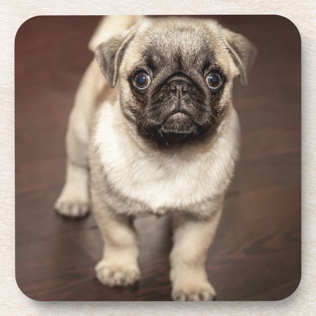 Cute Pug Puppy Photo Drink Coaster (Front)