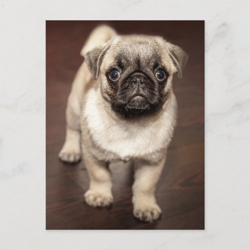 Cute Pug Puppy Photo Postcard