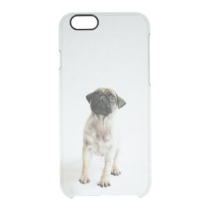 Cute Pug Puppy Clear iPhone 6/6S Case