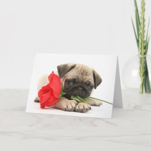 Cute Pug Puppy with Red Rose Valentine Holiday Card