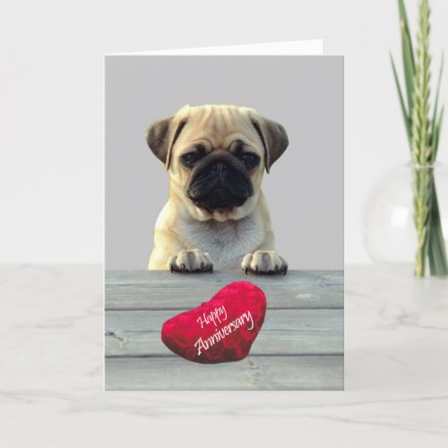 Cute Pug Wishing Happy Anniversary greeting card