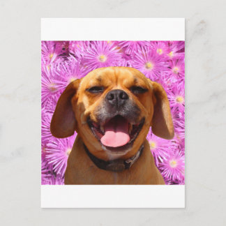 Cute Puggle Postcard