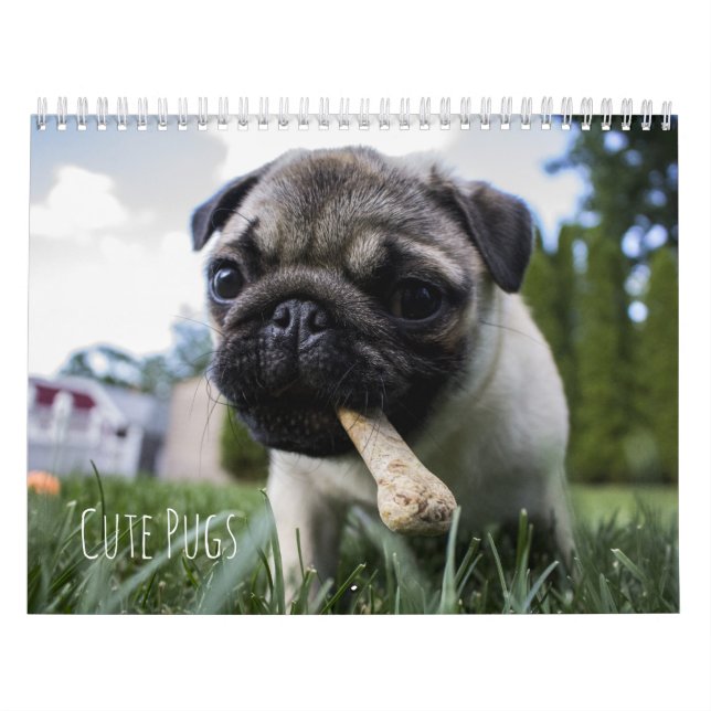 Cute Pugs Dogs Calendar - Customizable (Cover)