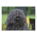 Cute Puli Dog Cards