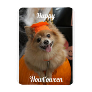 Cute Pumpkin Dog Photo Magnet