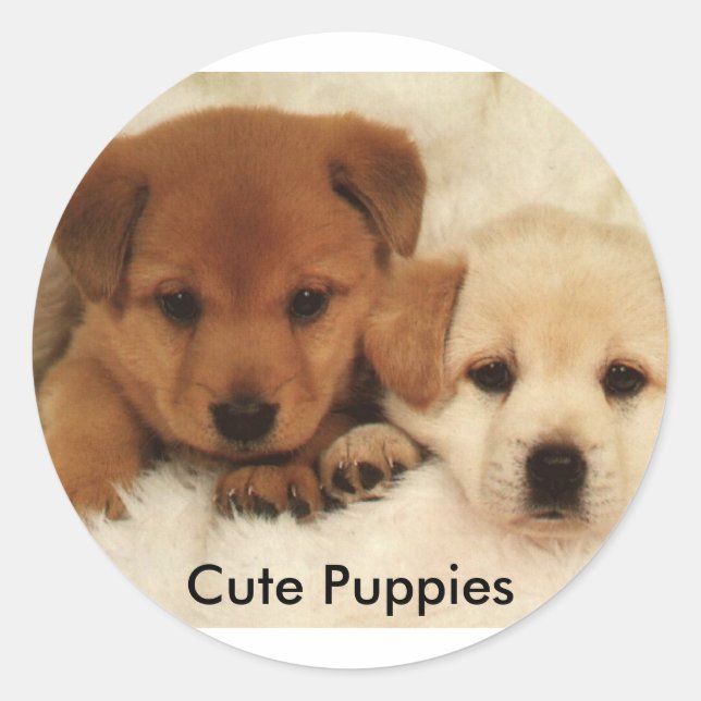 Cute Puppies Classic Round Sticker (Front)