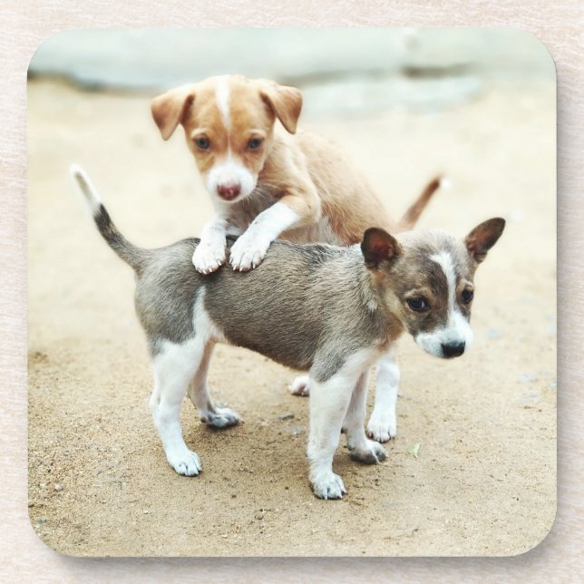 Cute Puppies Playing on Beach Beverage Coaster (Front)
