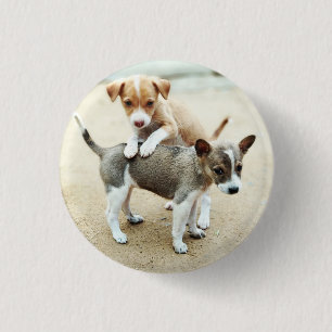 Cute Puppies Playing on Beach Button