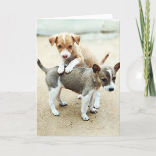 Cute Puppies Playing on Beach Card